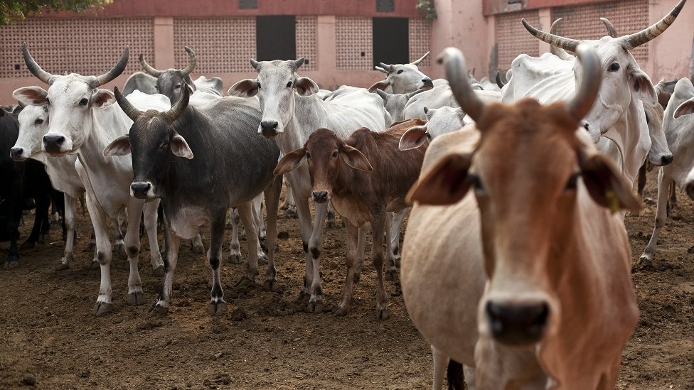 95431608 cow getty | Rashtra Samarpan News